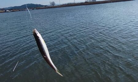 伊庭内湖ホンモロコ釣り